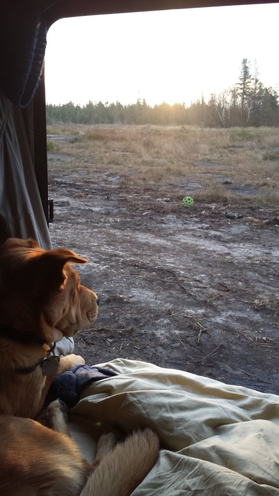 dog peers out at the landscape through open door of a teardrop camper