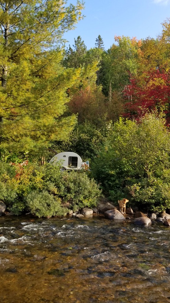 dog stands at edge of northern river, teardrop camper in background