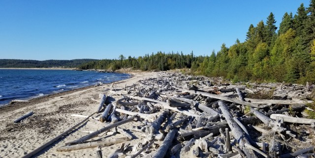 beach with lots of driftwood