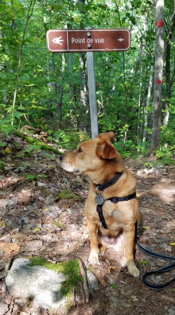 dog in front of sign reading "viewpoint" in French