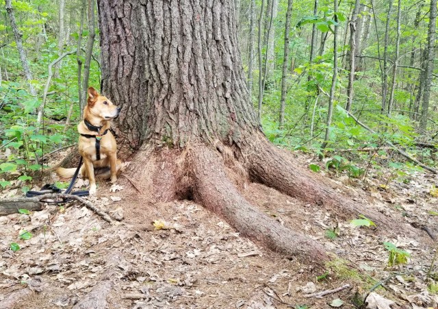 dog beside the base of a large, old-growth tree